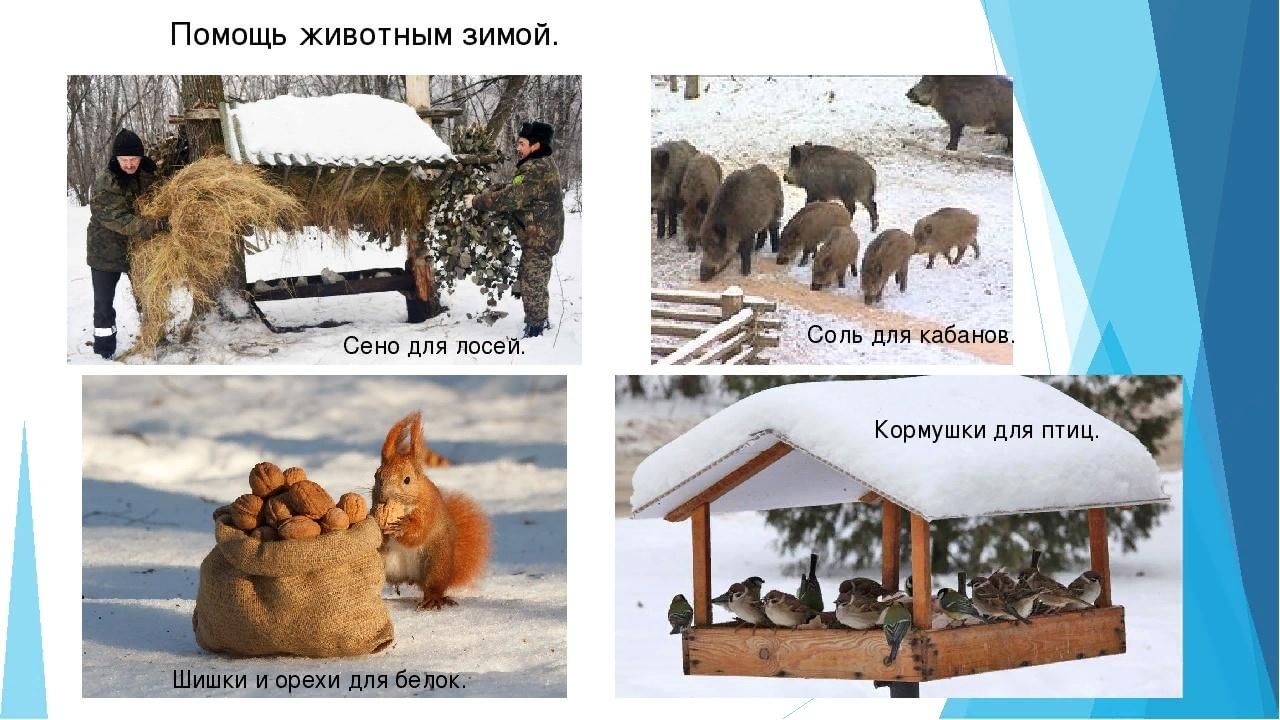 Голодно определения. Поможем животным зимой. Как помочь животным зимой. Как люди помогают животным зимой. Помощь животным и птицам зимой.
